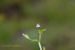 Lobelia heyneana